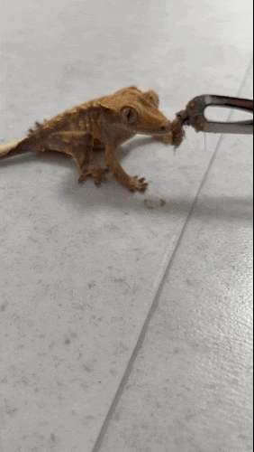 605938658.gif?type=w1