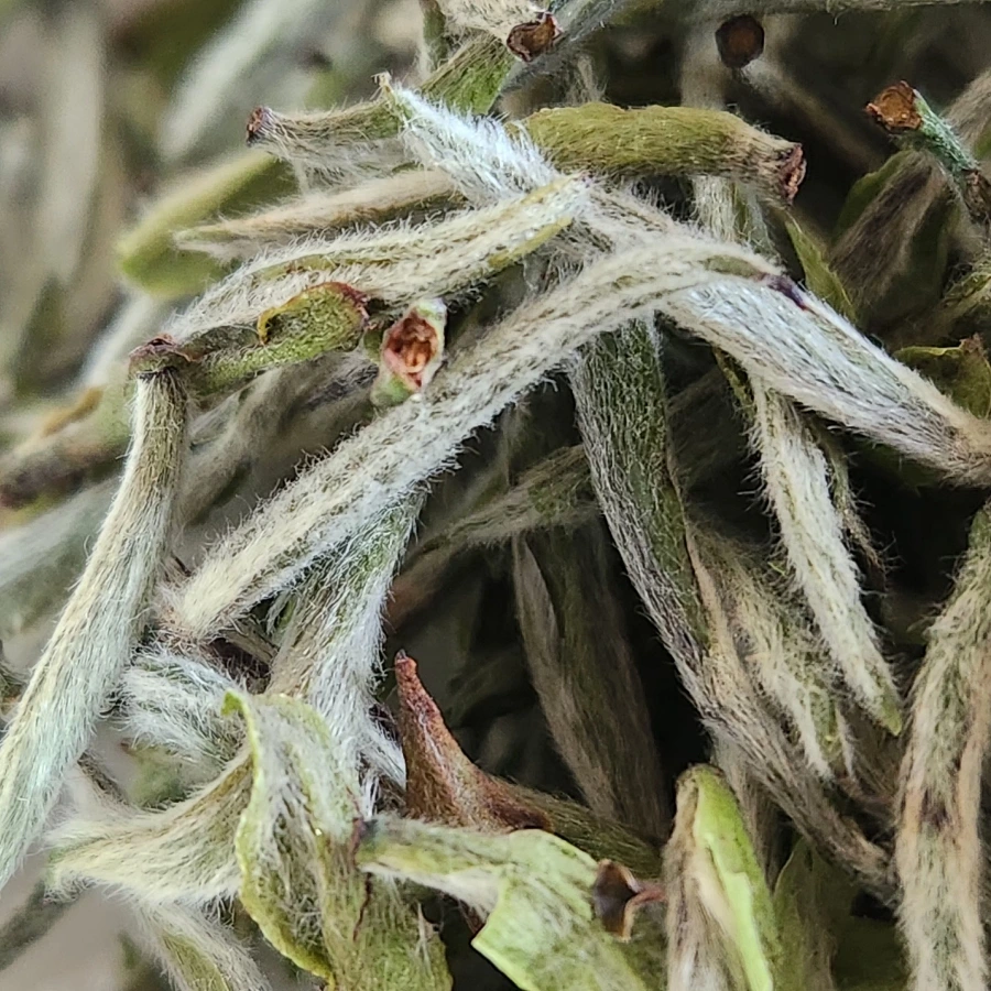 20240607%EF%BC%BF100509.jpg?type=w966