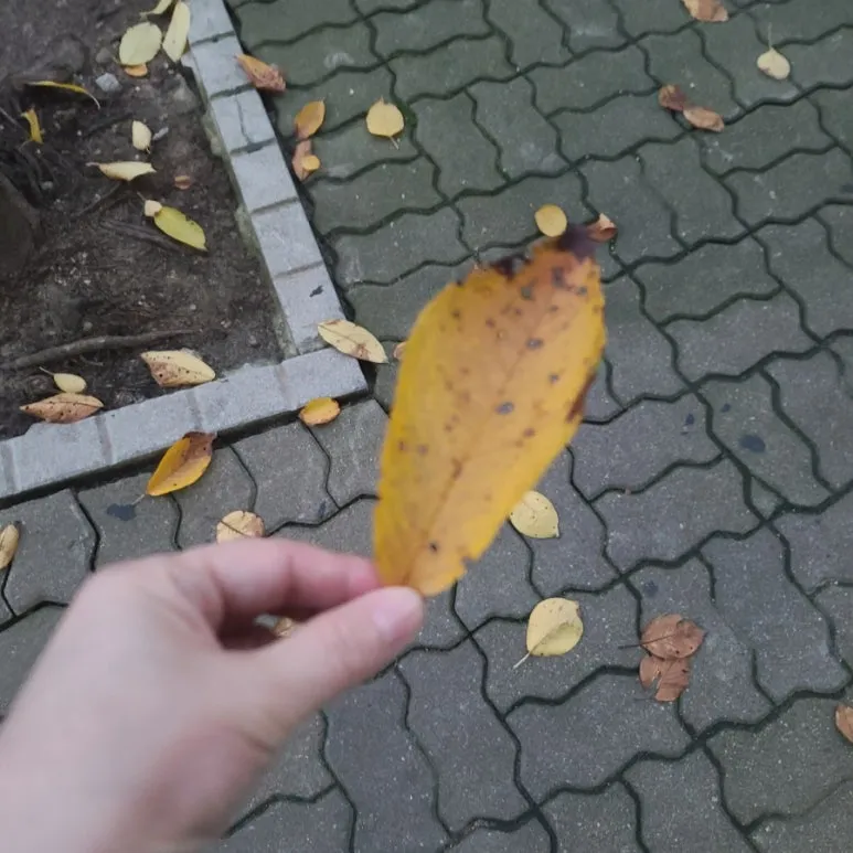 SE-ee467a98-ab13-11f0-8084-7bab06eceb20.jpg?type=w773