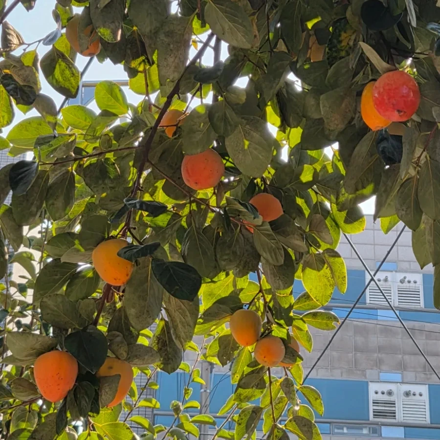 SE-112db53a-c222-11f0-bf6c-c10f59591d55.jpg?type=w3840