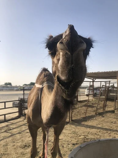 IMG_5747.jpg?type=w386