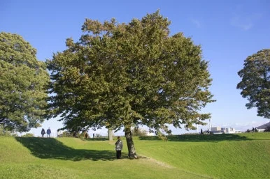 _MG_8402(1).JPG?type=w386