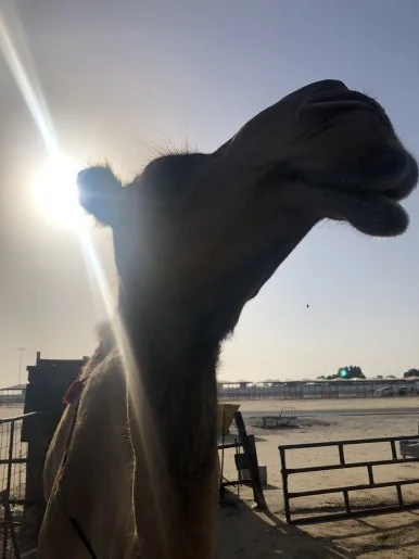 IMG_5744.jpg?type=w386