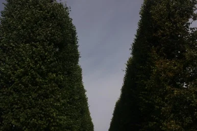 _MG_8679.JPG?type=w386