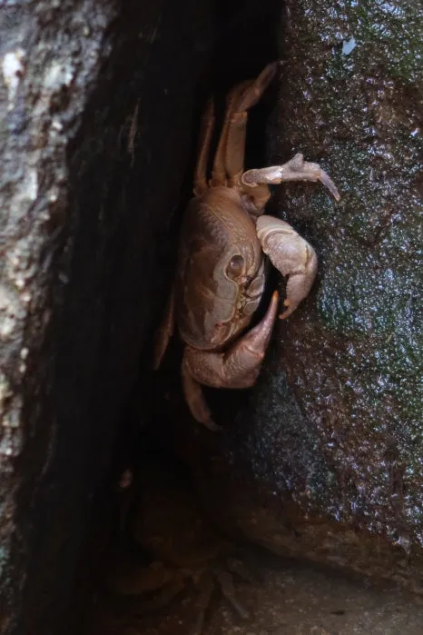 IMG_4205.JPG?type=w466