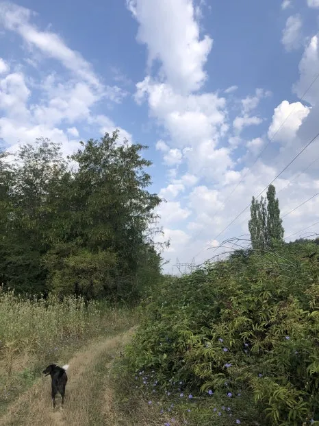 IMG_7236.jpg?type=w466