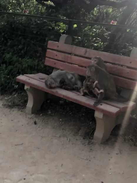 IMG_5816.jpg?type=w466