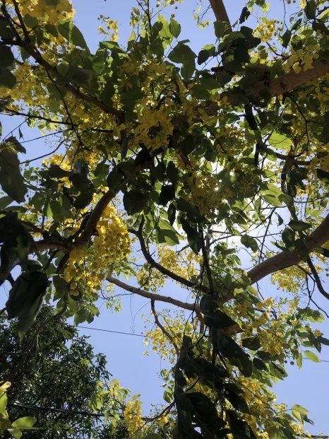 IMG_6084.jpg?type=w466