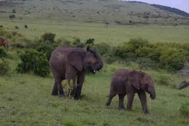 85412a60-1c13-4c07-b7e8-a1c061caa99f.JPG?type=w386