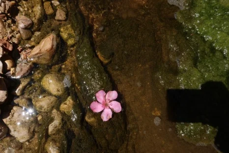 IMG_4213.JPG?type=w466