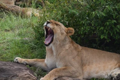 9faa8b22-701e-41e8-96bf-76b6662ad4b8.JPG?type=w386