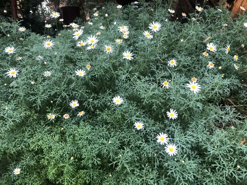 IMG_3115.jpg?type=w966