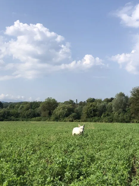 IMG_7249.jpg?type=w466