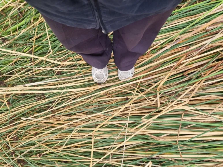 SE-497f29cd-c535-4ce8-ba98-a5e9e5078d07.jpg?type=w773