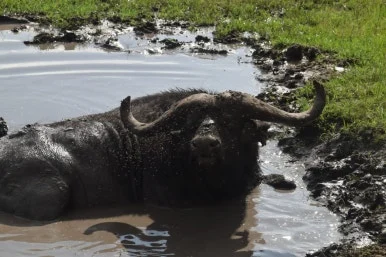 6ef7c493-c768-419d-afc0-68584bce0a7d.JPG?type=w386