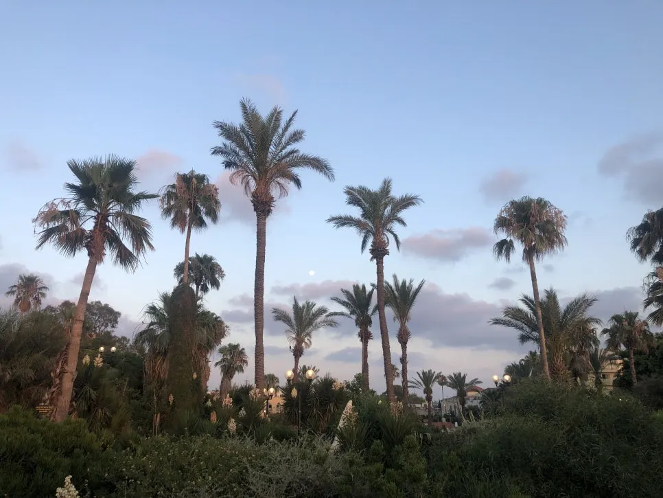 IMG_7245.jpg?type=w966