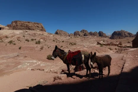 IMG_4116.JPG?type=w466