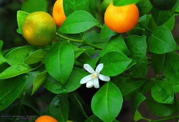 %EA%B7%A4%EB%82%98%EB%AC%B4%EC%99%80_%EA%BD%83.jpg?type=w580