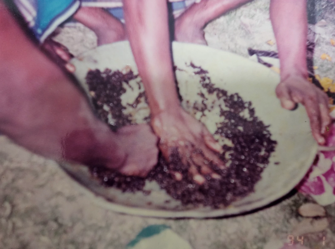 파파야 씨앗 채취.PNG