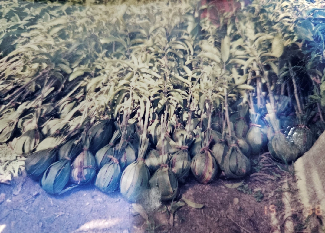 아열대 작물 묘목.PNG