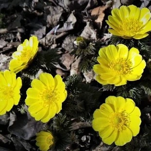 flowers-2961987__340.jpg?type=w580