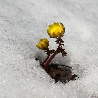 snow-3280728__340.jpg?type=w580