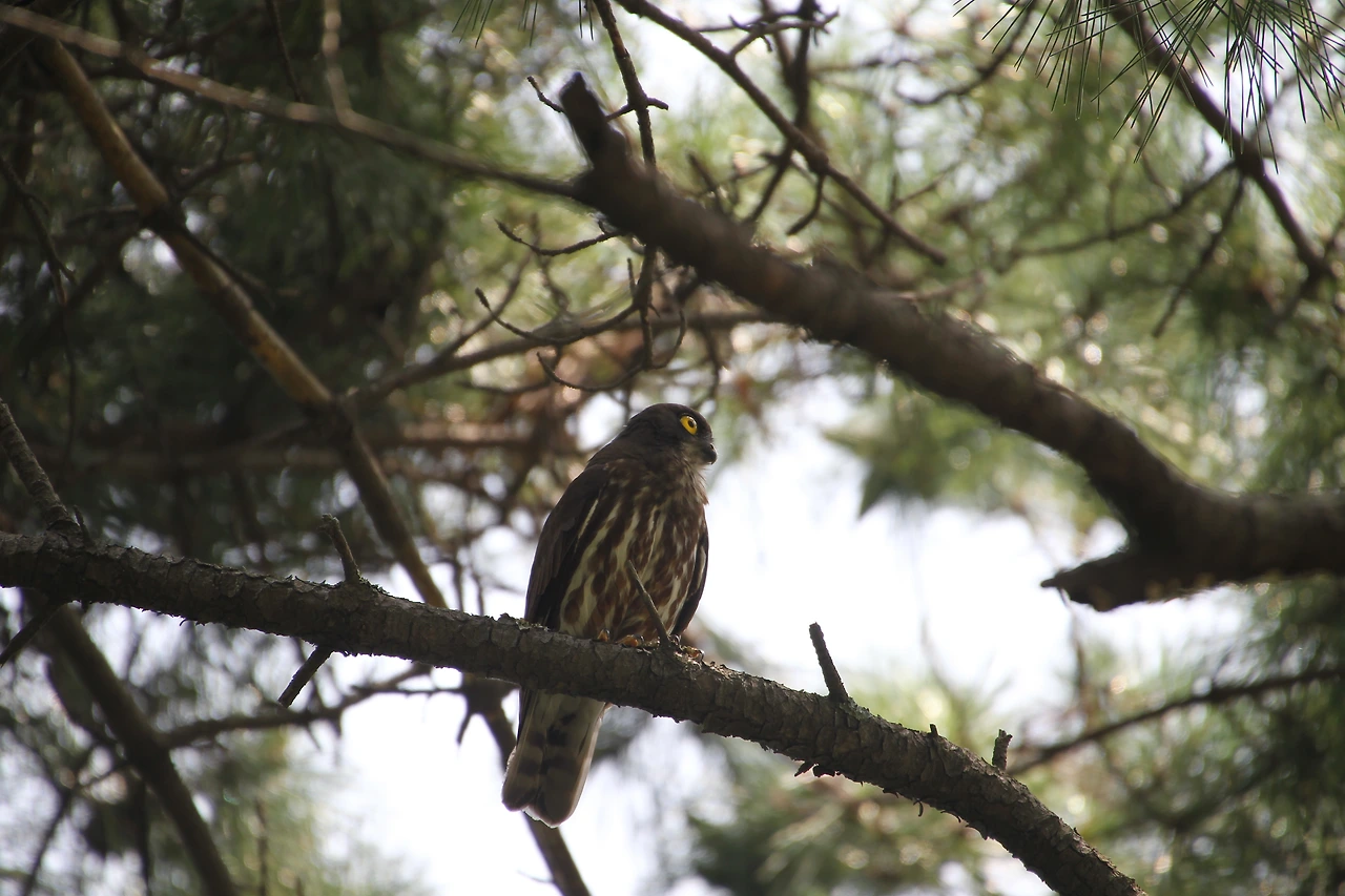 Ninox scutulata (2).JPG