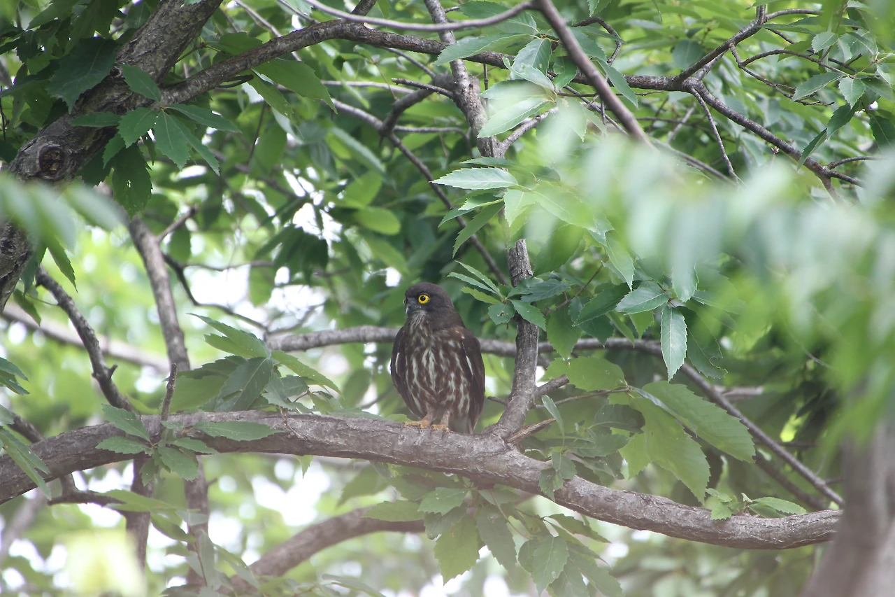 Ninox scutulata (7).JPG
