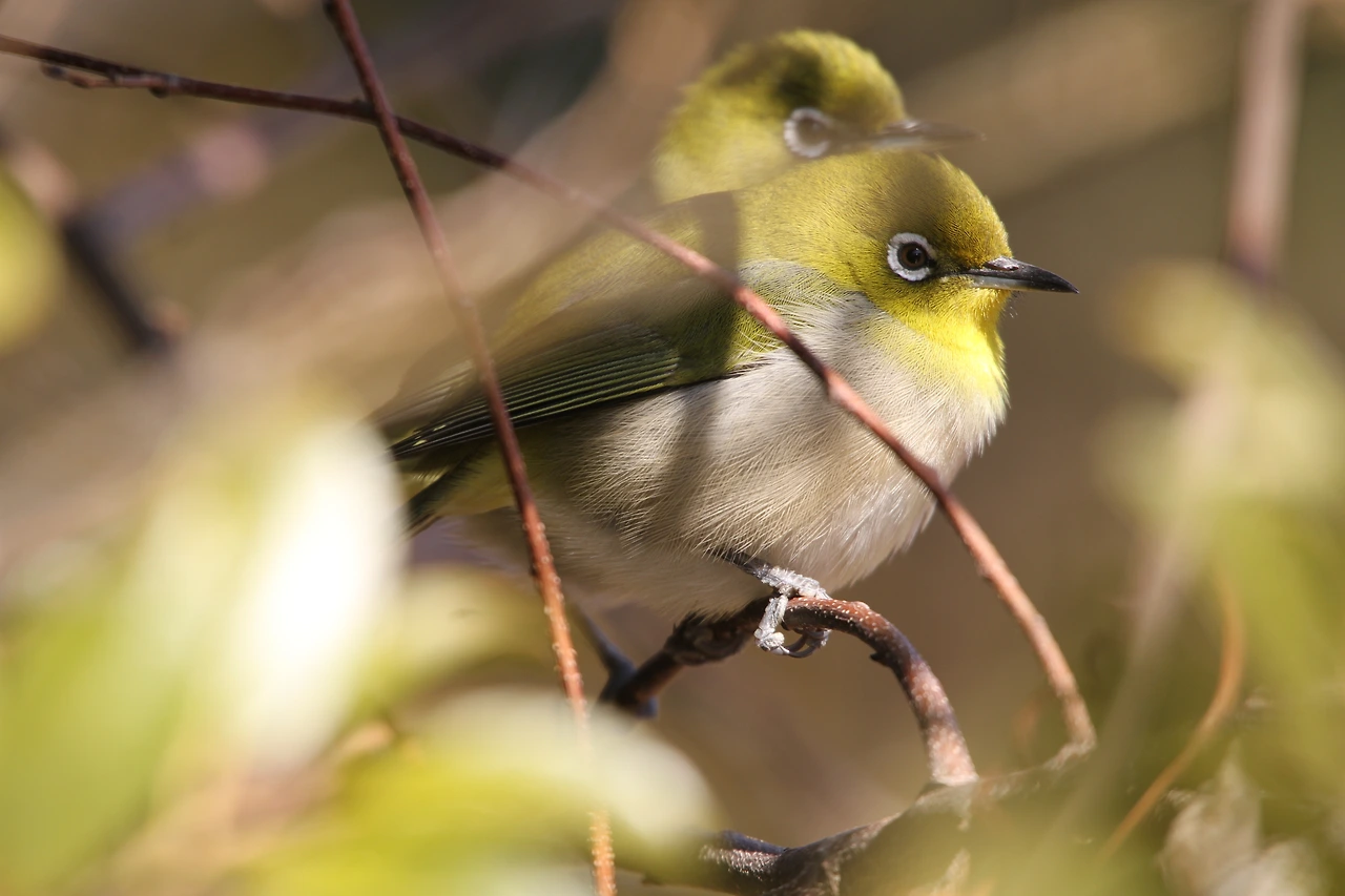 Zosterops japonicus (21).JPG