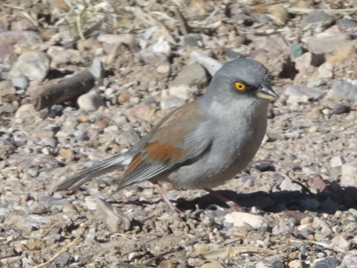 Junco phaeonotus (1).JPG