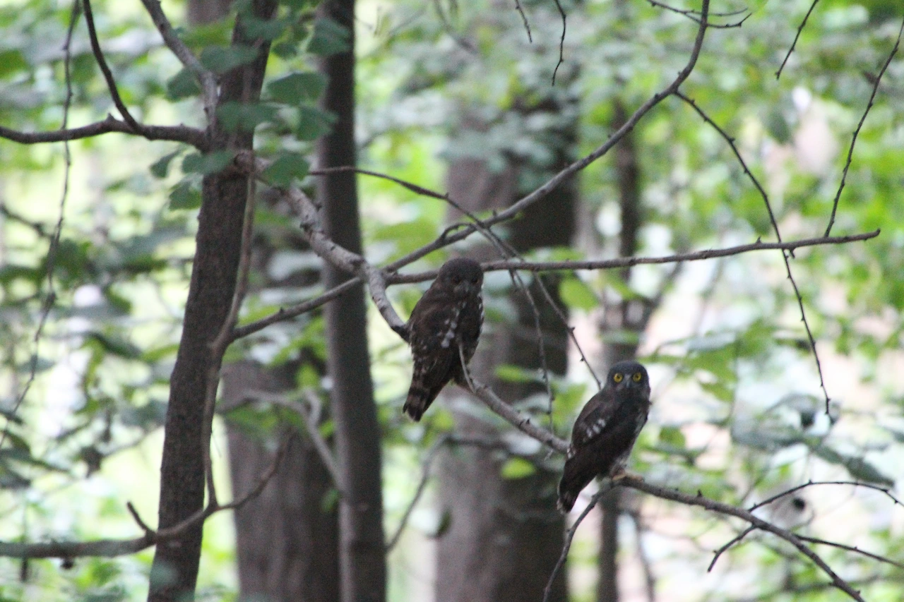Ninox scutulata (16).JPG
