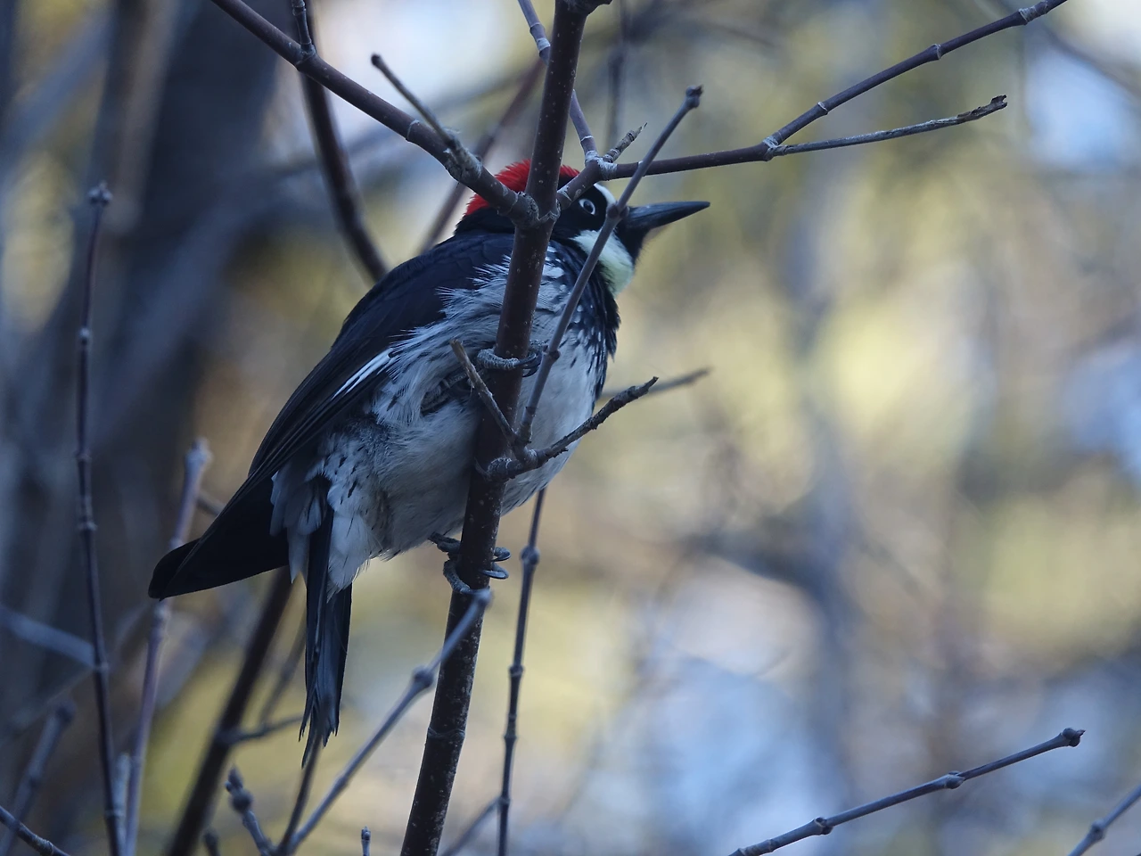 Melanerpes formicivorus (2).JPG