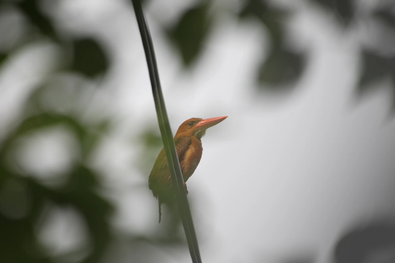 Halcyon coromanda (4).JPG