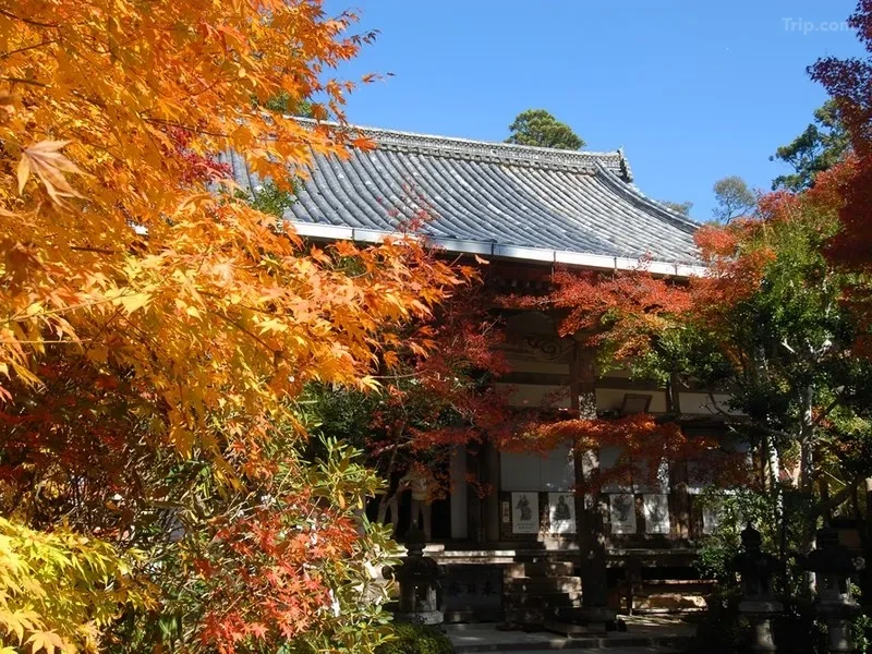 t_image,logo_tripbinary;ignoredefaultwm,1A8F