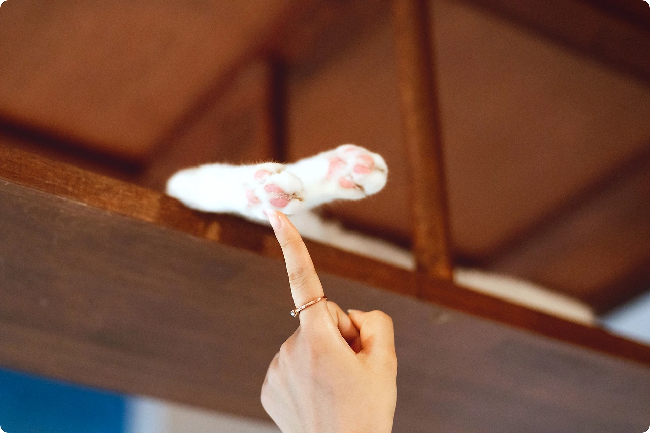 54f5082bf3579a5202a0c6fa4a33df8e5c42c073.47.9.26.3.jpg?fit=inside%7C2754:1548