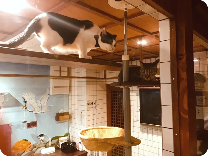 a7a9d2da640d850a0b09eacdb133e515a9158086.47.1.26.2.jpg?fit=inside%7C888:498