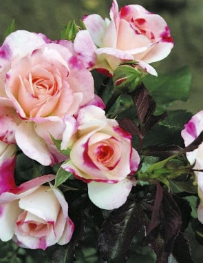 8407823352951200_2057316933.jpg?type=f295_381