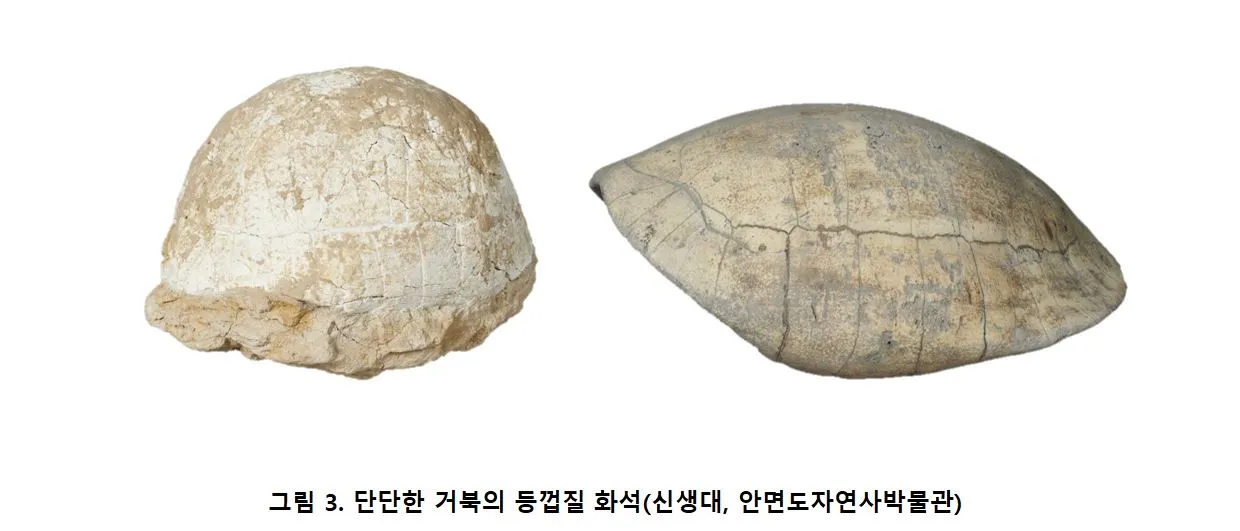 03 거북 화석.JPG