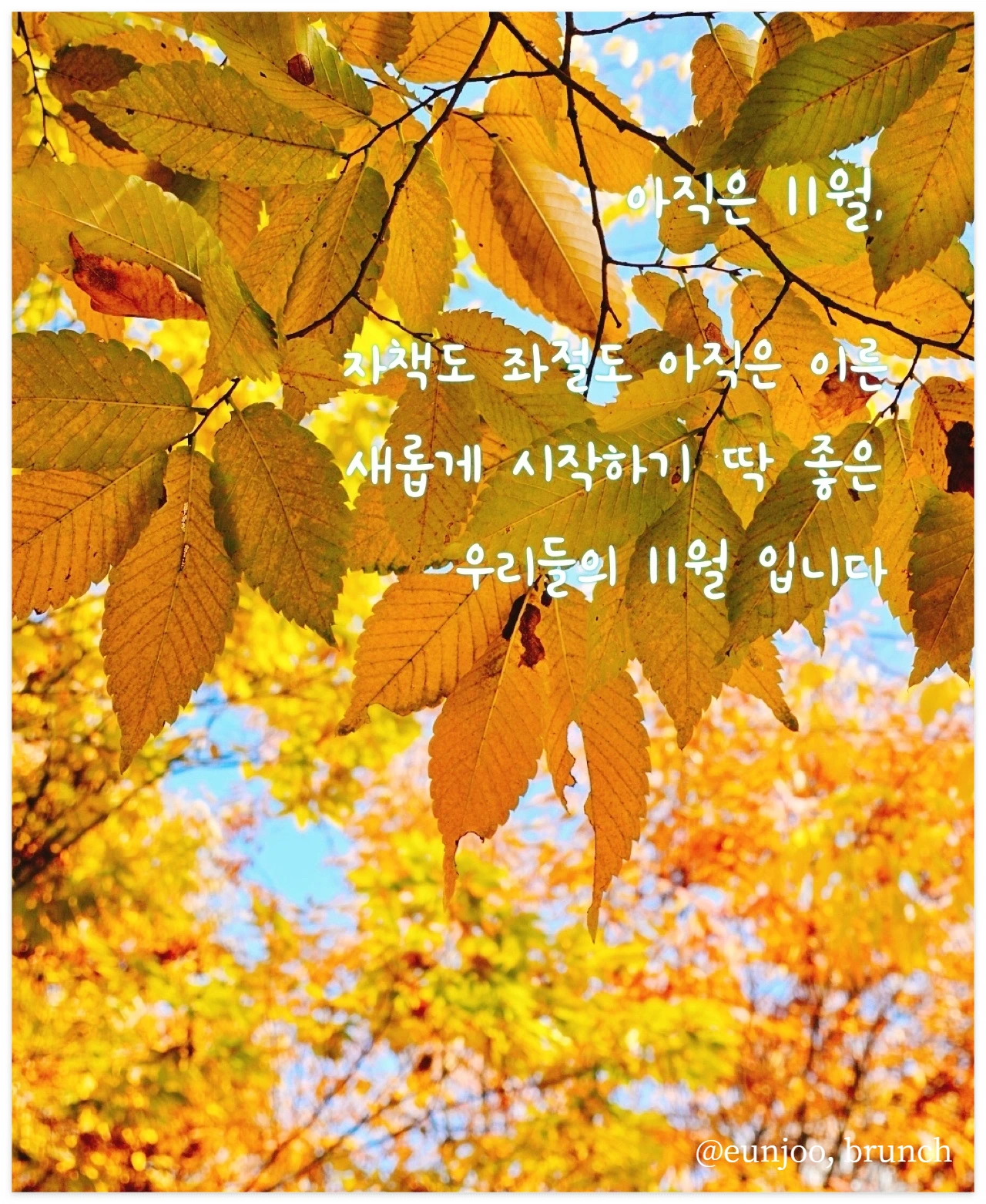 11월브런치서브.JPG