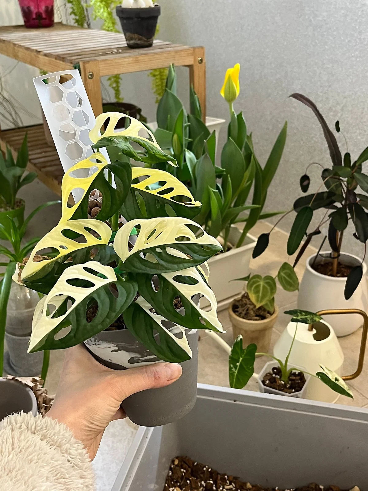 IMG_3770.jpeg?type=w1200