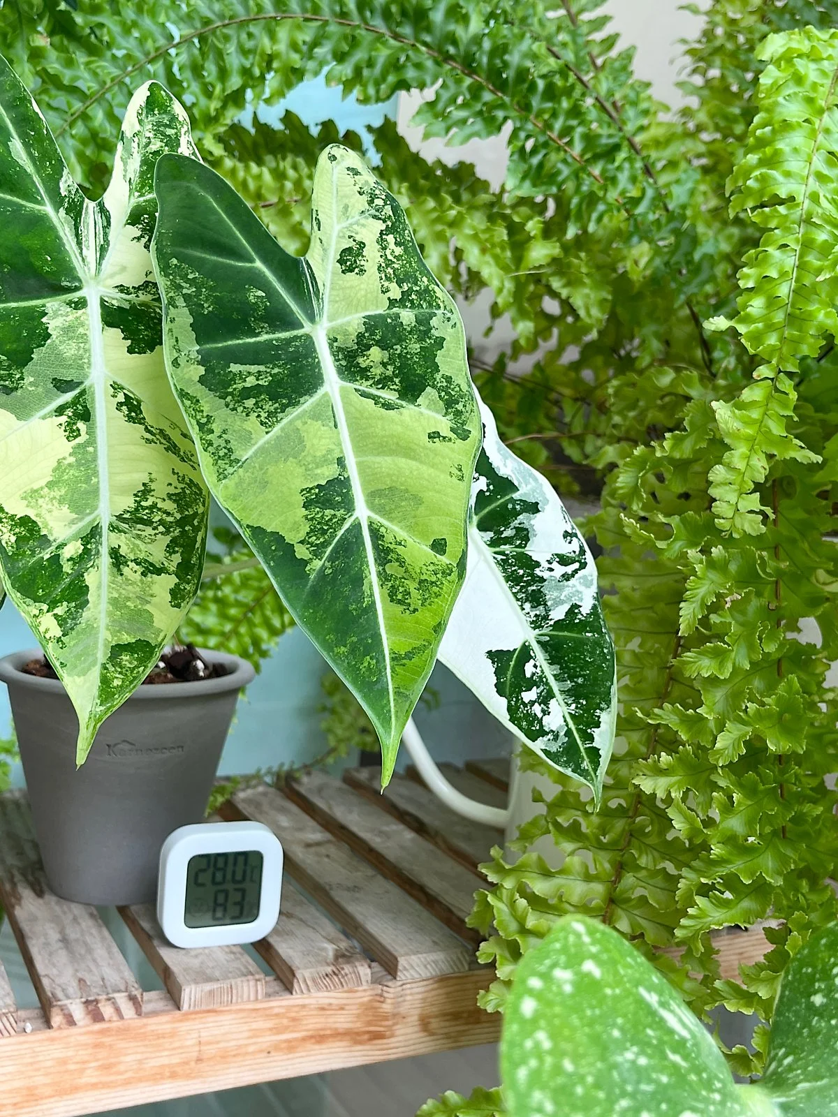 %EC%B9%B4%EB%84%A4%EC%A6%88%EC%84%BC.jpeg?type=w1200