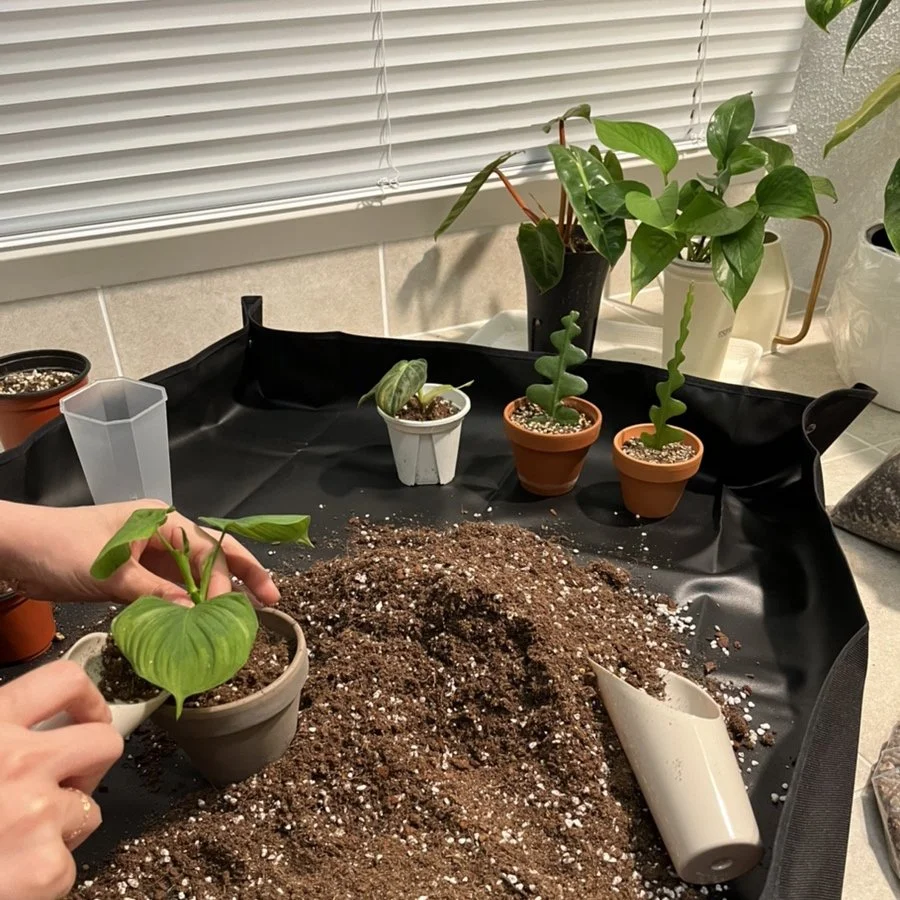 output_4149047960.jpeg?type=w1200