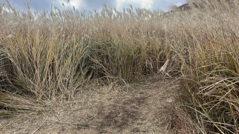 IMG_5944.jpg?type=w466