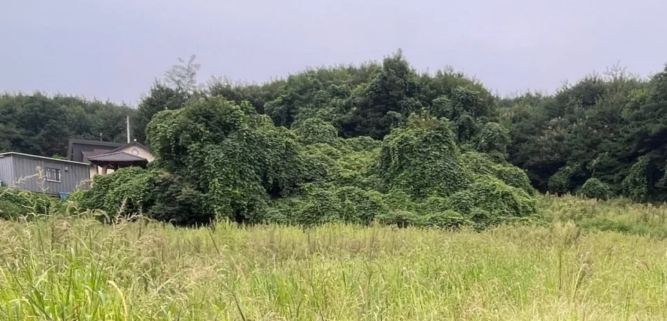 SE-1bf555b2-4202-440b-9f7a-43c8e44ca582.jpg?type=w966