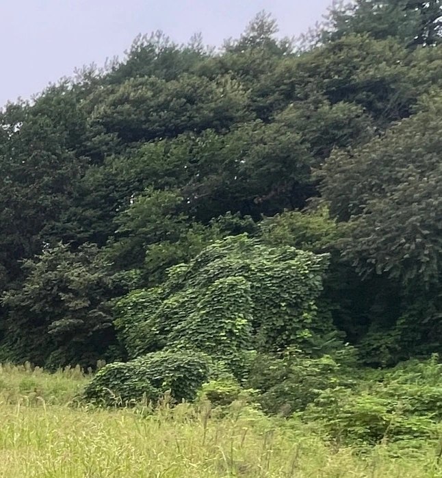 SE-682811f1-d943-4867-8c86-c2dd4b9de6fa.jpg?type=w966