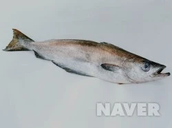 305_i1.jpg?type=m251&wm=Y