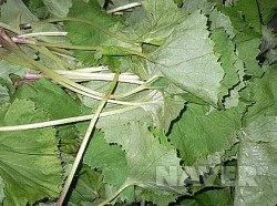 636_i1.jpg?type=m251&wm=Y