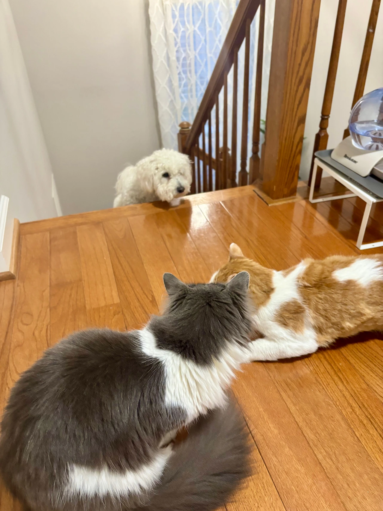 루이와 냥이들2.jpeg