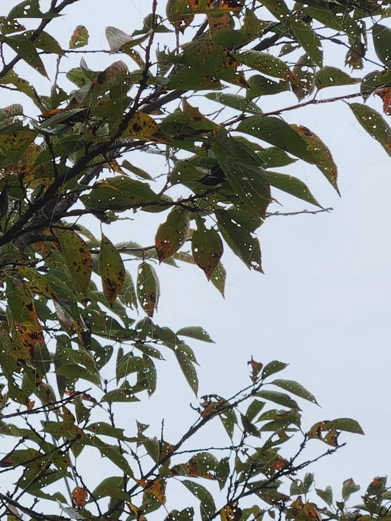 KakaoTalk_20241101_223818466_01.jpg?type=w773