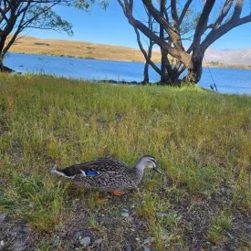 900%EF%BC%BF20250204%EF%BC%BF184804.jpg?type=w275